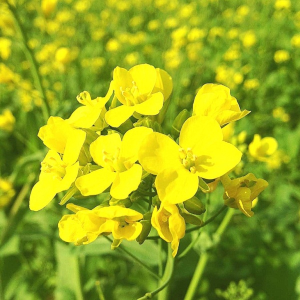 Семена горчицы белой 1 кг Семена горчицы белой 1 кг