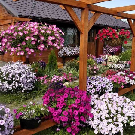 PROROST Петуния Балконная смесь 0,05г