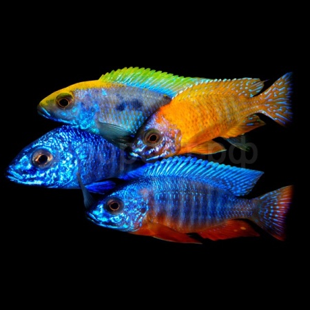 Цихлида ассорти L