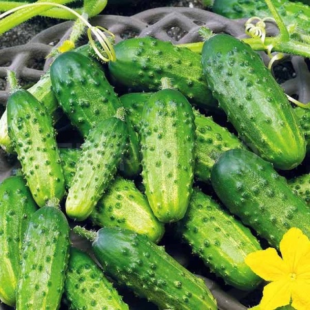 Каприс Огурец Астерикс F1 20*15шт